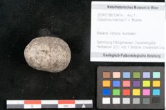 Foto (Objekt + Etikett) von Celyphina maccoyi F.V. Mueller (NHMW-GEO-2024-0188-10419)